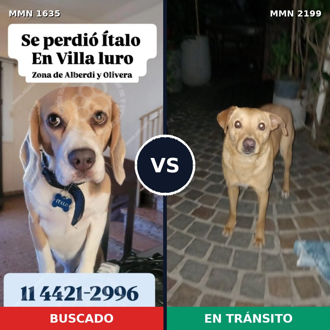 Comparativa MMS 66130: mascota perdida y mascota encontrada, 37% de similitud