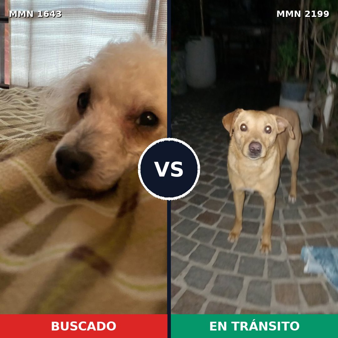 Comparativa MMS 66131: mascota perdida y mascota encontrada, 47% de similitud