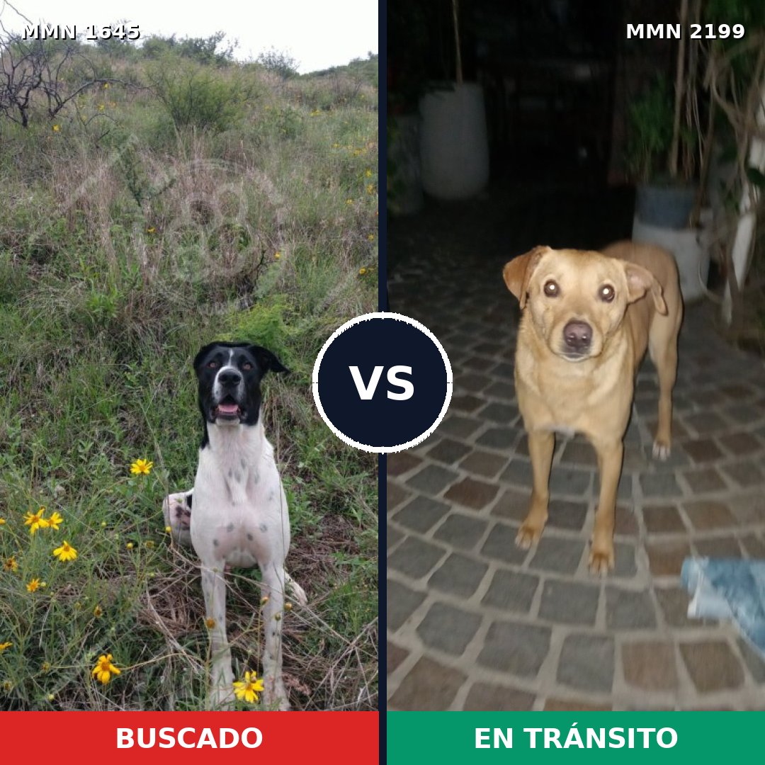 Comparativa MMS 66132: mascota perdida y mascota encontrada, 44% de similitud