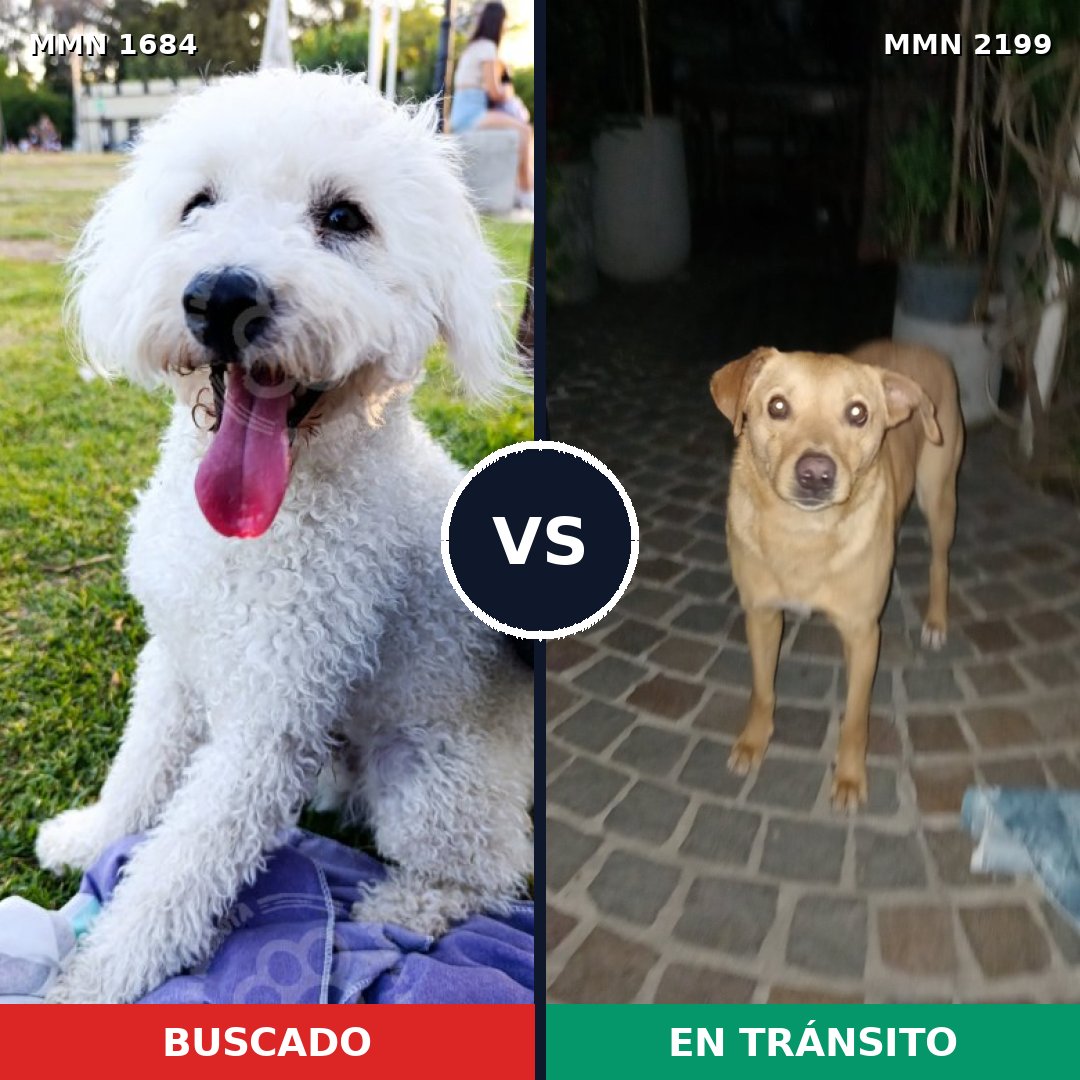 Comparativa MMS 66135: mascota perdida y mascota encontrada, 50% de similitud