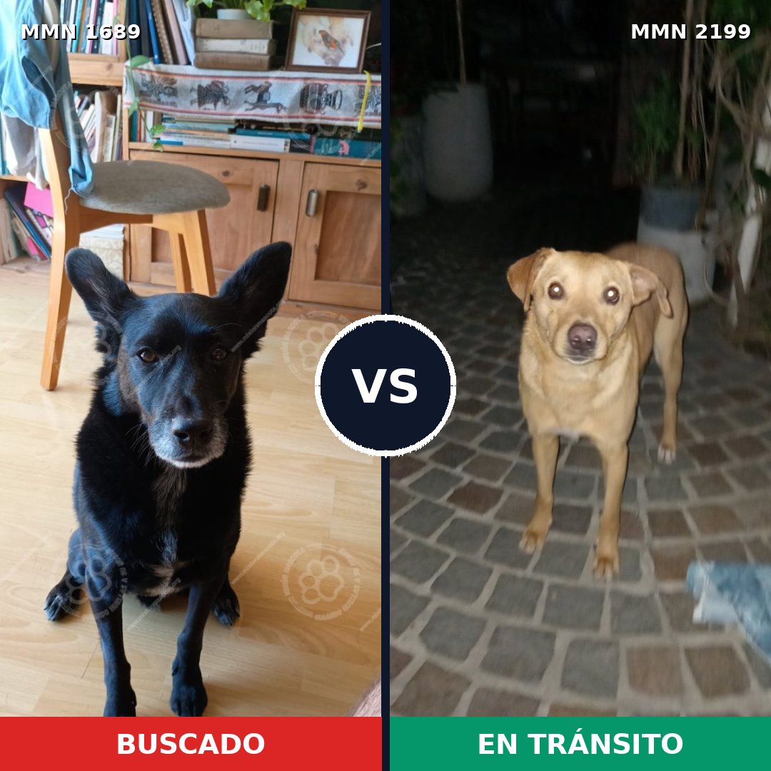 Comparativa MMS 66136: mascota perdida y mascota encontrada, 69% de similitud