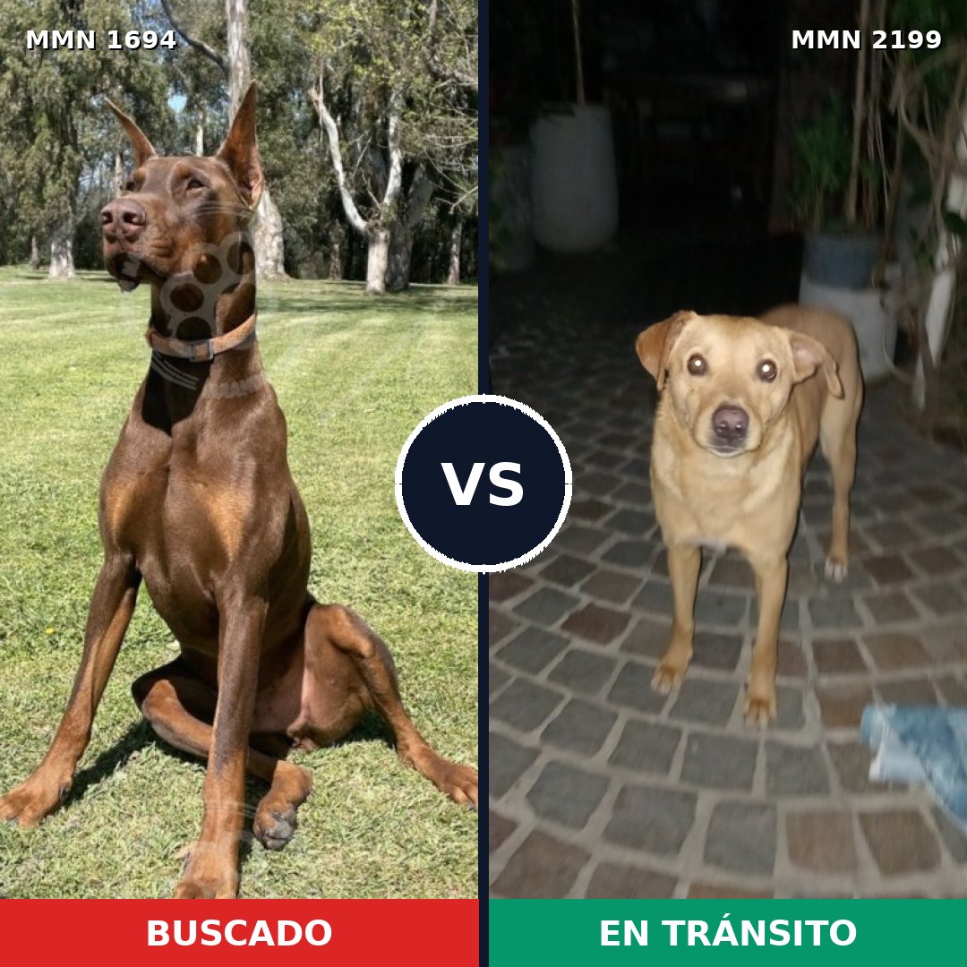 Comparativa MMS 66137: mascota perdida y mascota encontrada, 51% de similitud