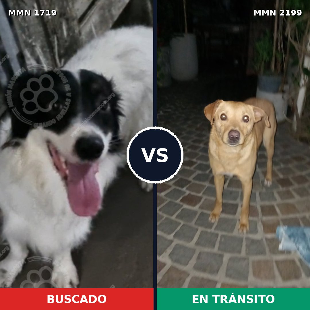 Comparativa MMS 66139: mascota perdida y mascota encontrada, 79% de similitud