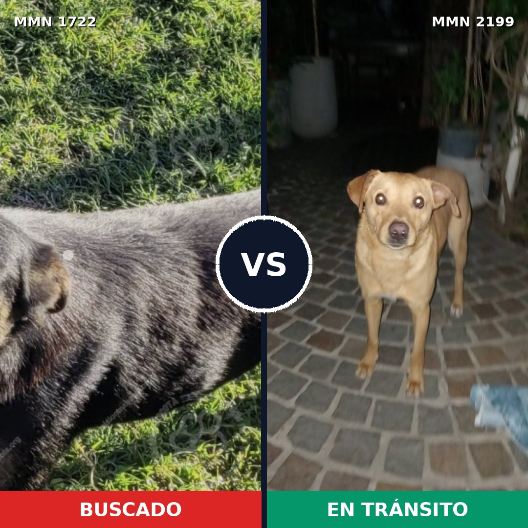 Comparativa MMS 66140: mascota perdida y mascota encontrada, 79% de similitud