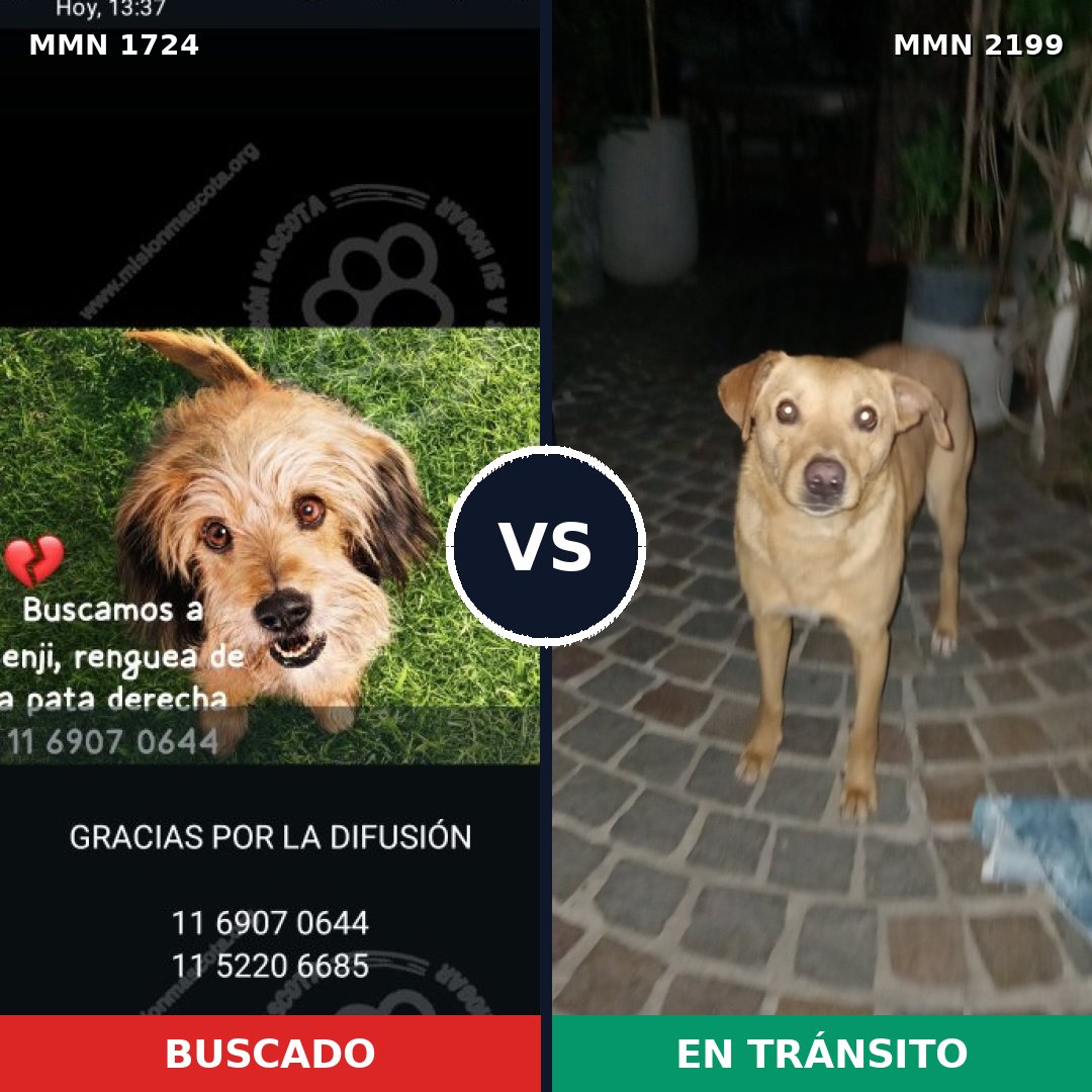 Comparativa MMS 66141: mascota perdida y mascota encontrada, 58% de similitud
