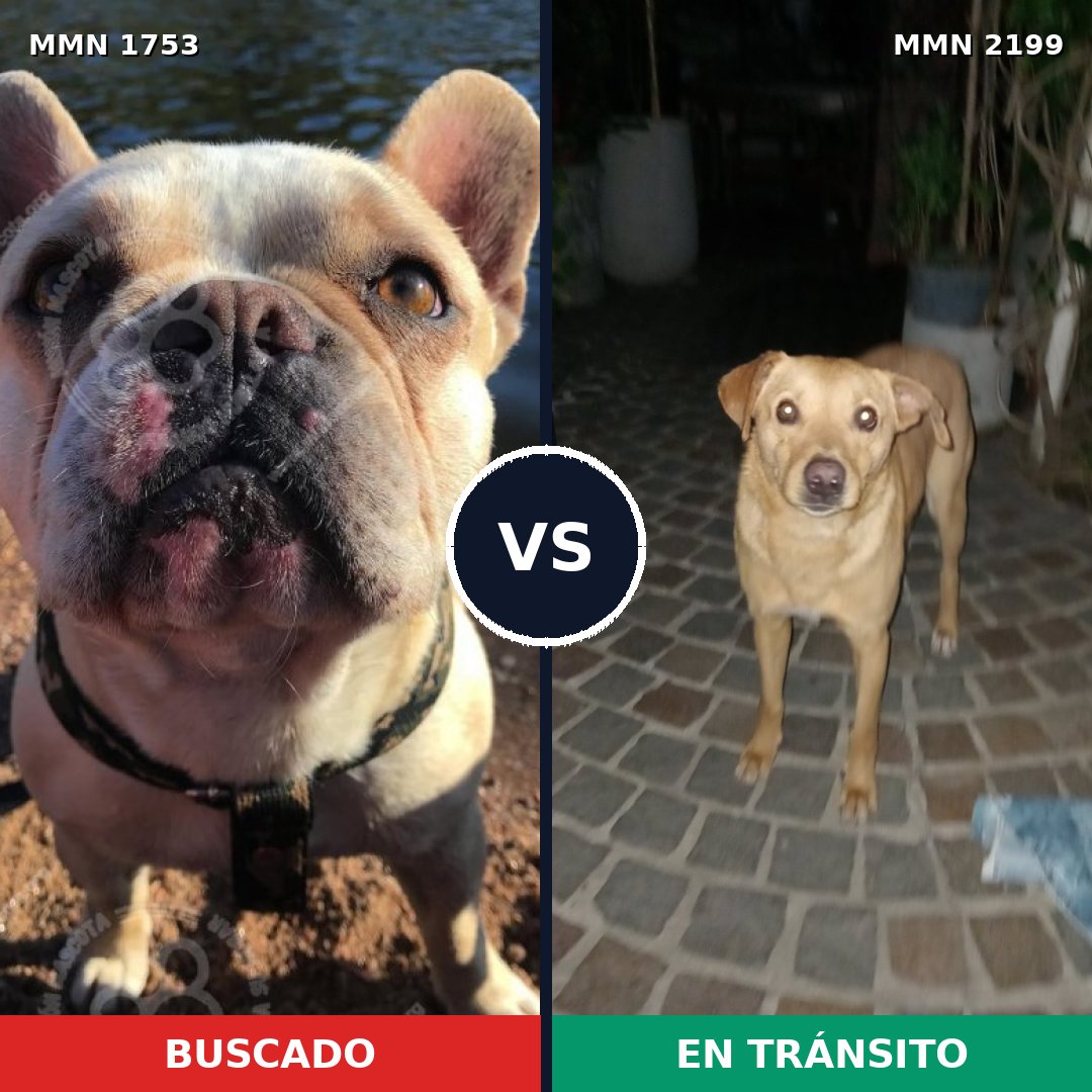 Comparativa MMS 66142: mascota perdida y mascota encontrada, 44% de similitud