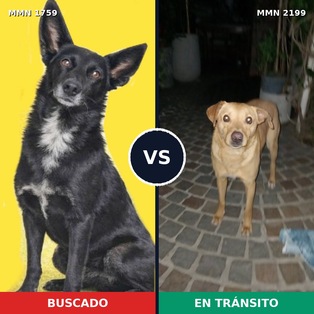 Comparativa MMS 66143: mascota perdida y mascota encontrada, 77% de similitud