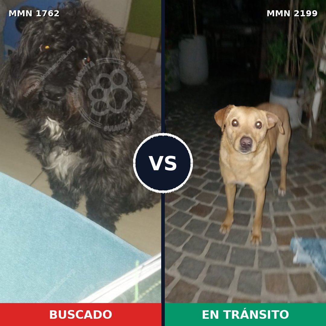 Comparativa MMS 66144: mascota perdida y mascota encontrada, 54% de similitud
