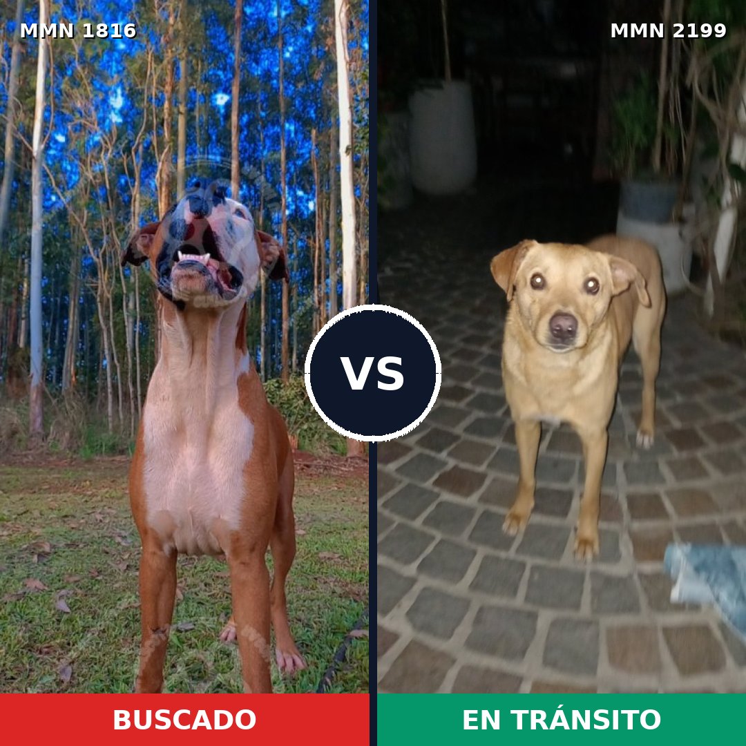 Comparativa MMS 66145: mascota perdida y mascota encontrada, 71% de similitud