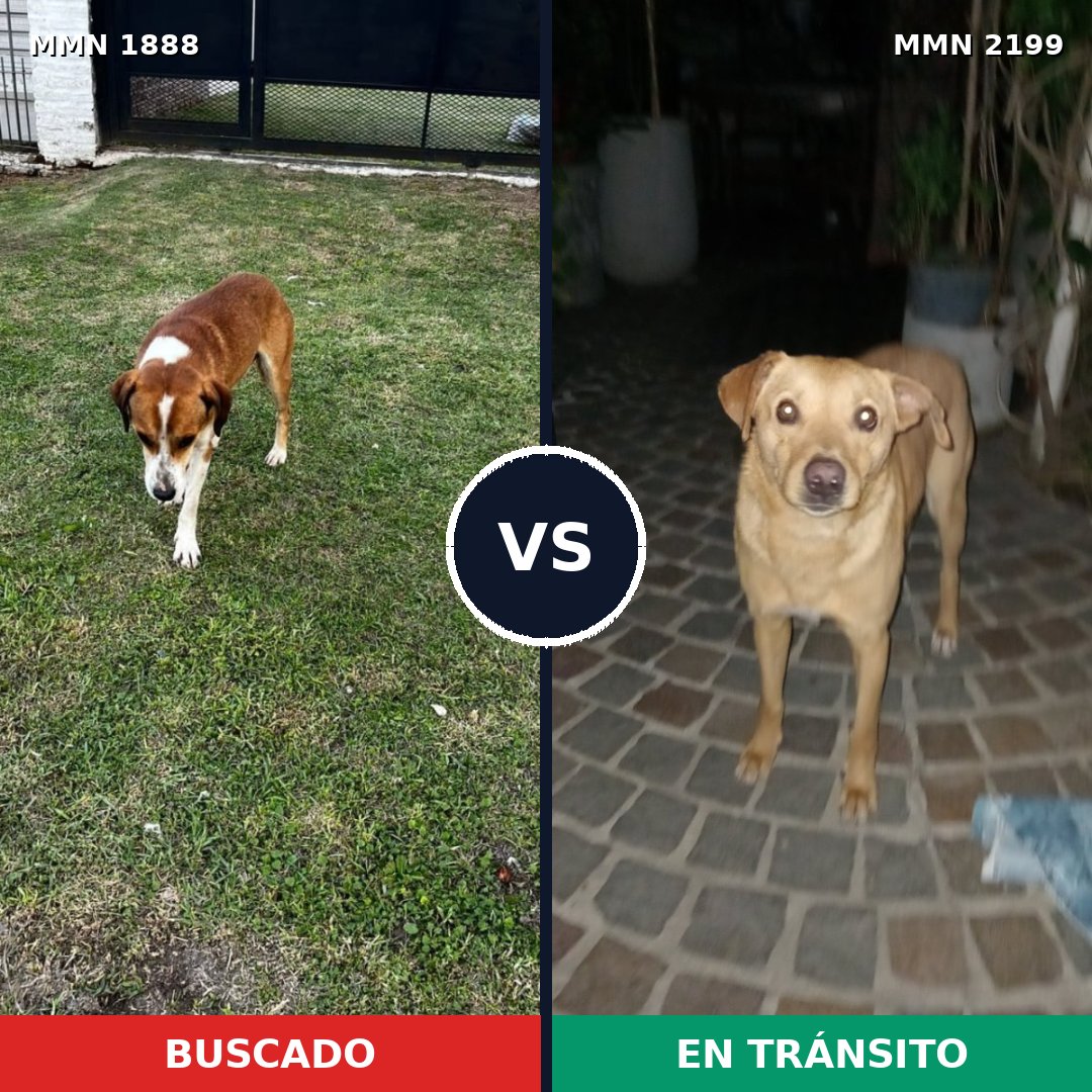 Comparativa MMS 66146: mascota perdida y mascota encontrada, 88% de similitud