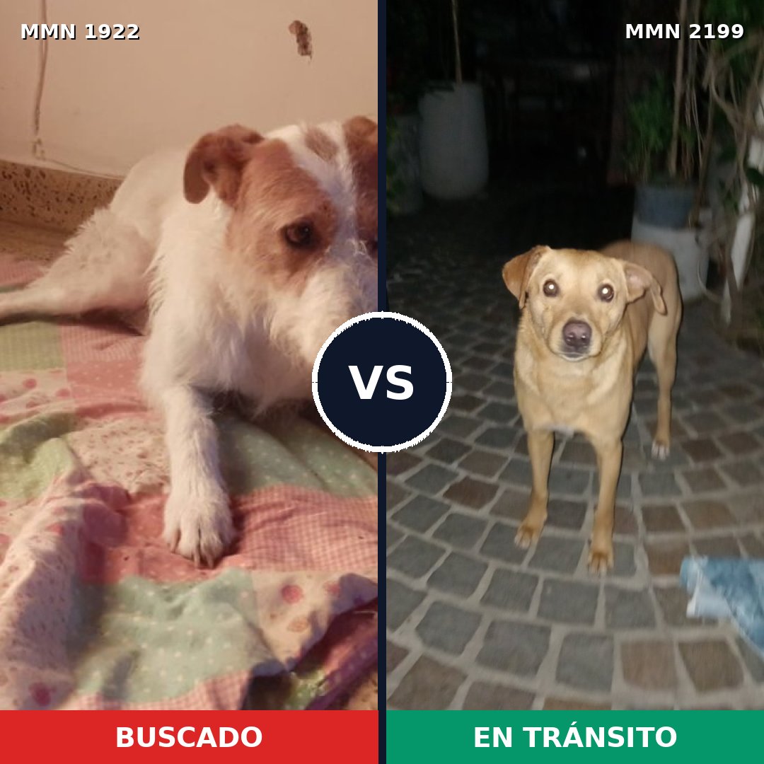 Comparativa MMS 66147: mascota perdida y mascota encontrada, 85% de similitud