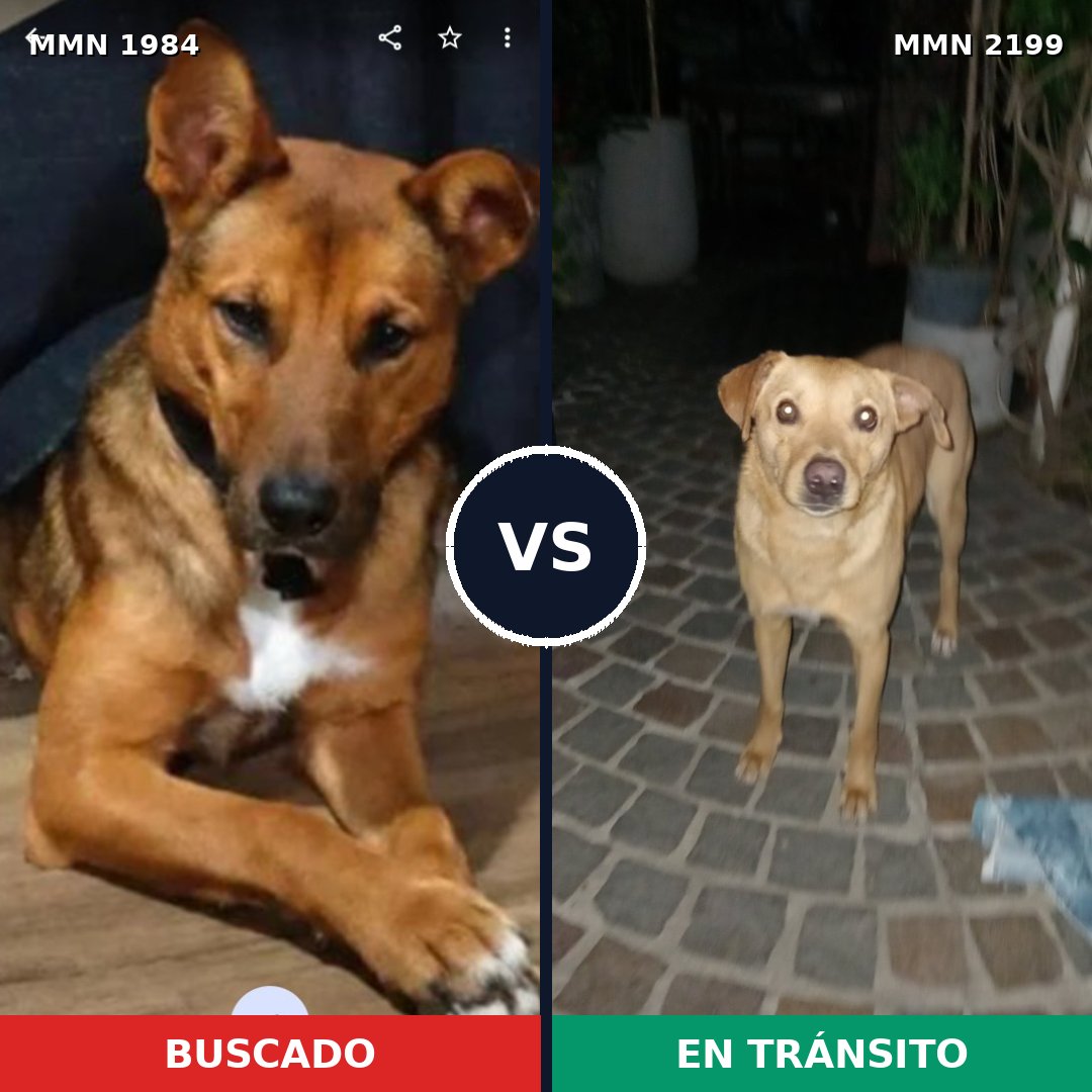 Comparativa MMS 66149: mascota perdida y mascota encontrada, 82% de similitud