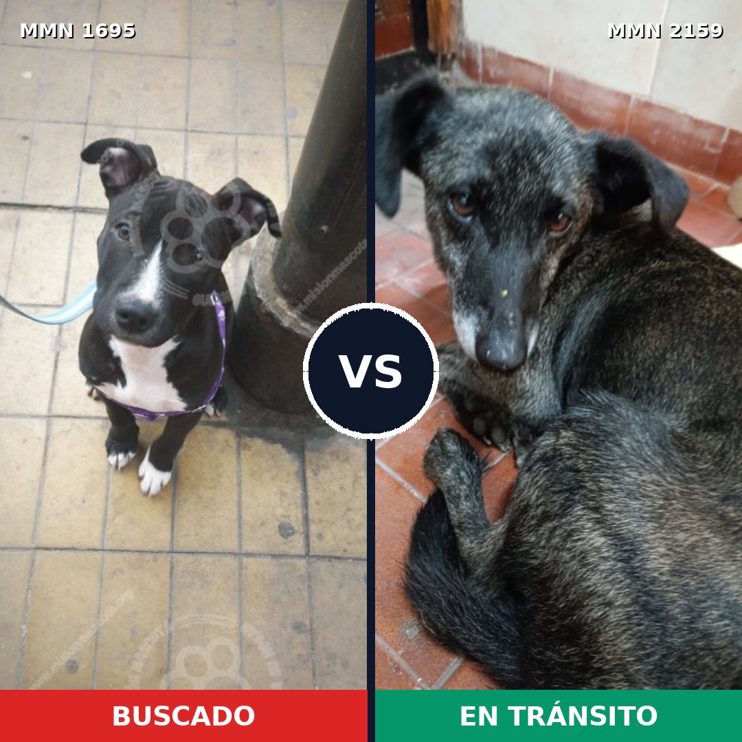 Comparativa MMS 66150: mascota perdida y mascota encontrada, 35% de similitud