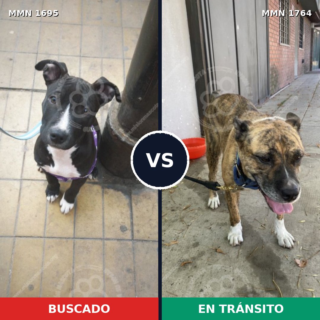 Comparativa MMS 66152: mascota perdida y mascota encontrada, 31% de similitud