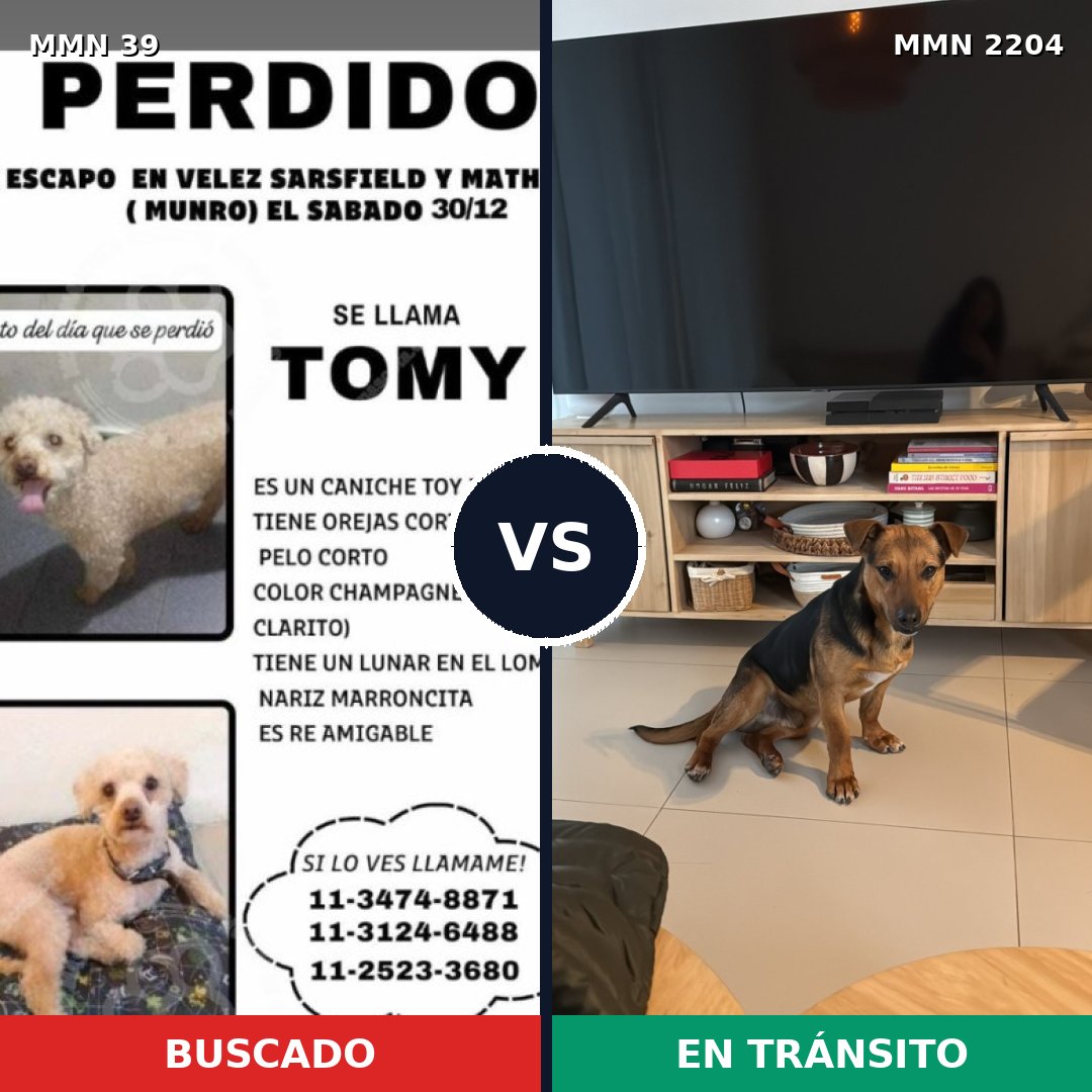 Comparativa MMS 66153: mascota perdida y mascota encontrada, 24% de similitud