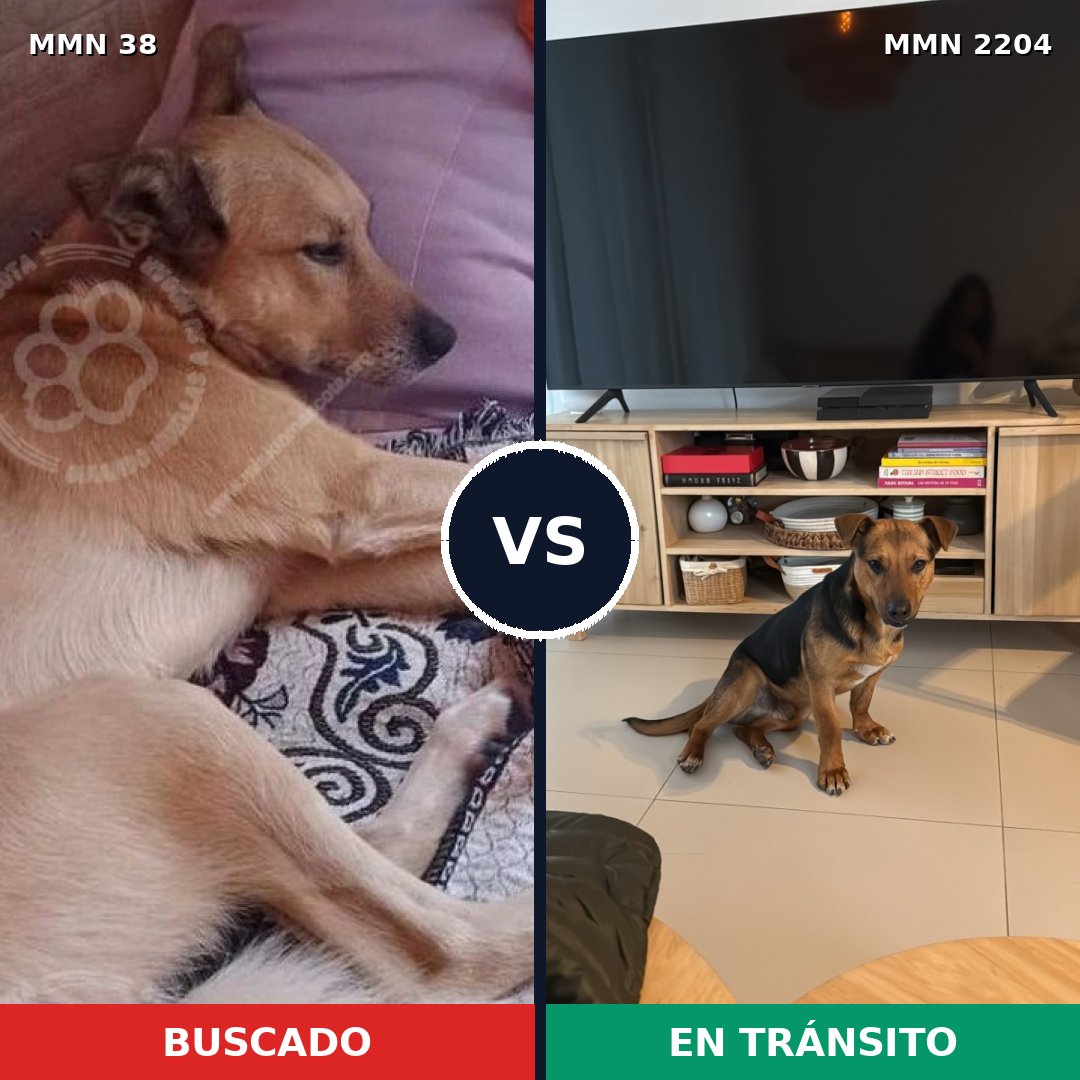 Comparativa MMS 66154: mascota perdida y mascota encontrada, 74% de similitud