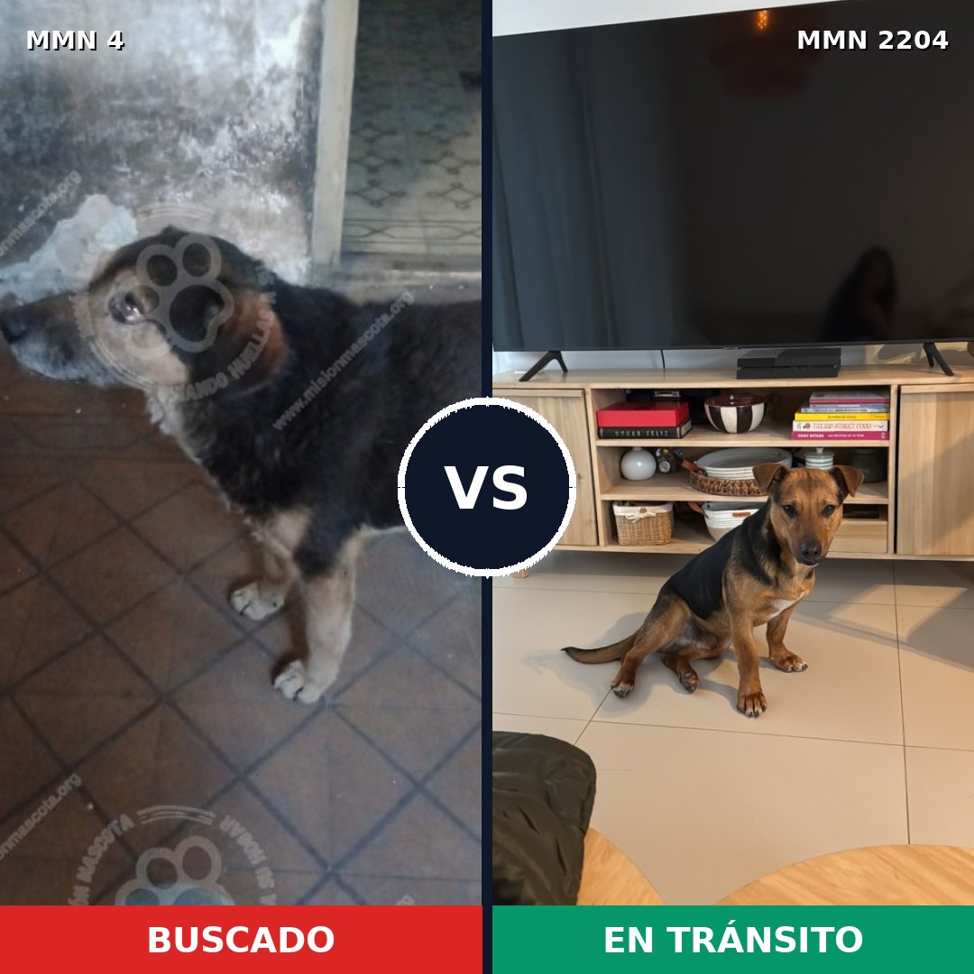 Comparativa MMS 66155: mascota perdida y mascota encontrada, 68% de similitud