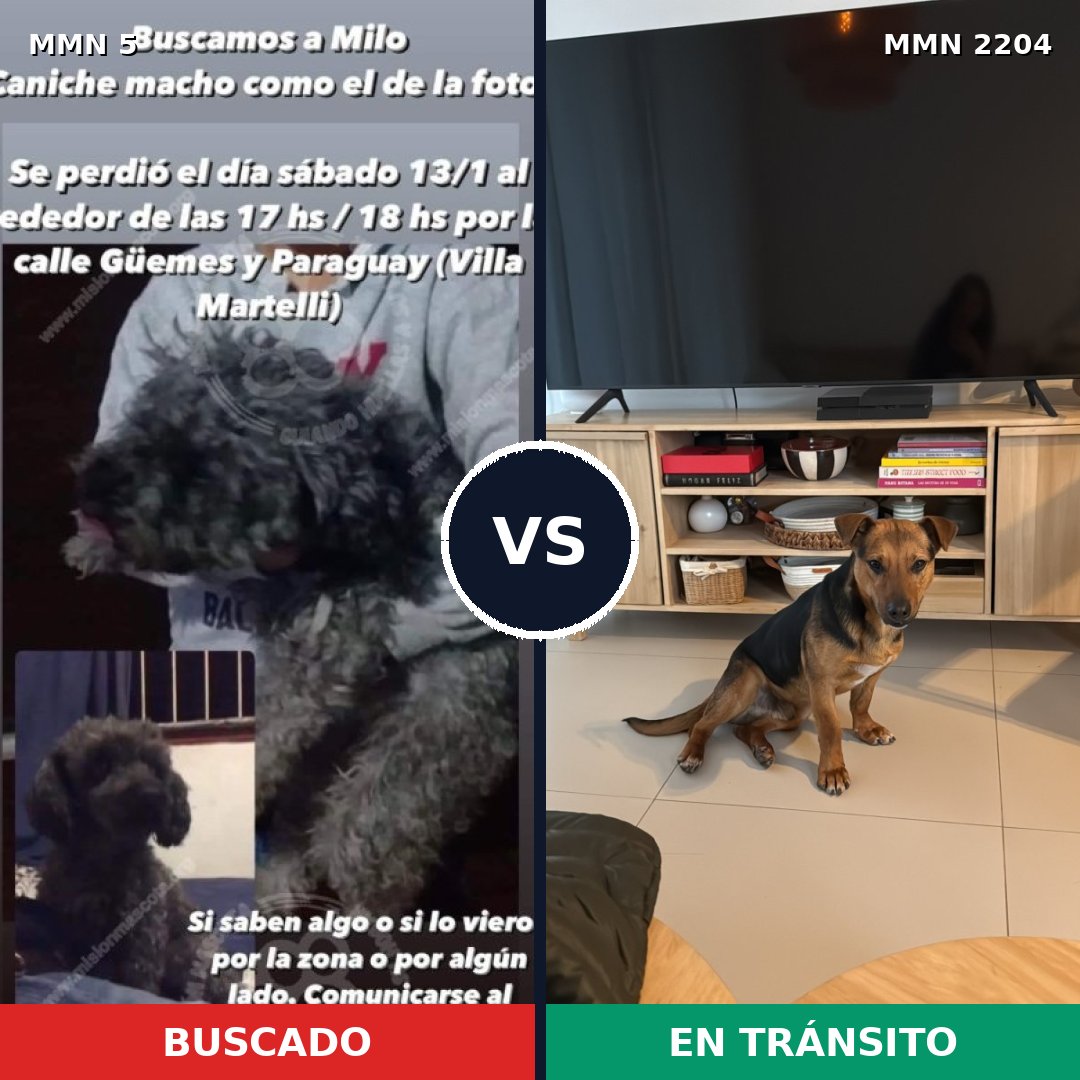 Comparativa MMS 66156: mascota perdida y mascota encontrada, 45% de similitud