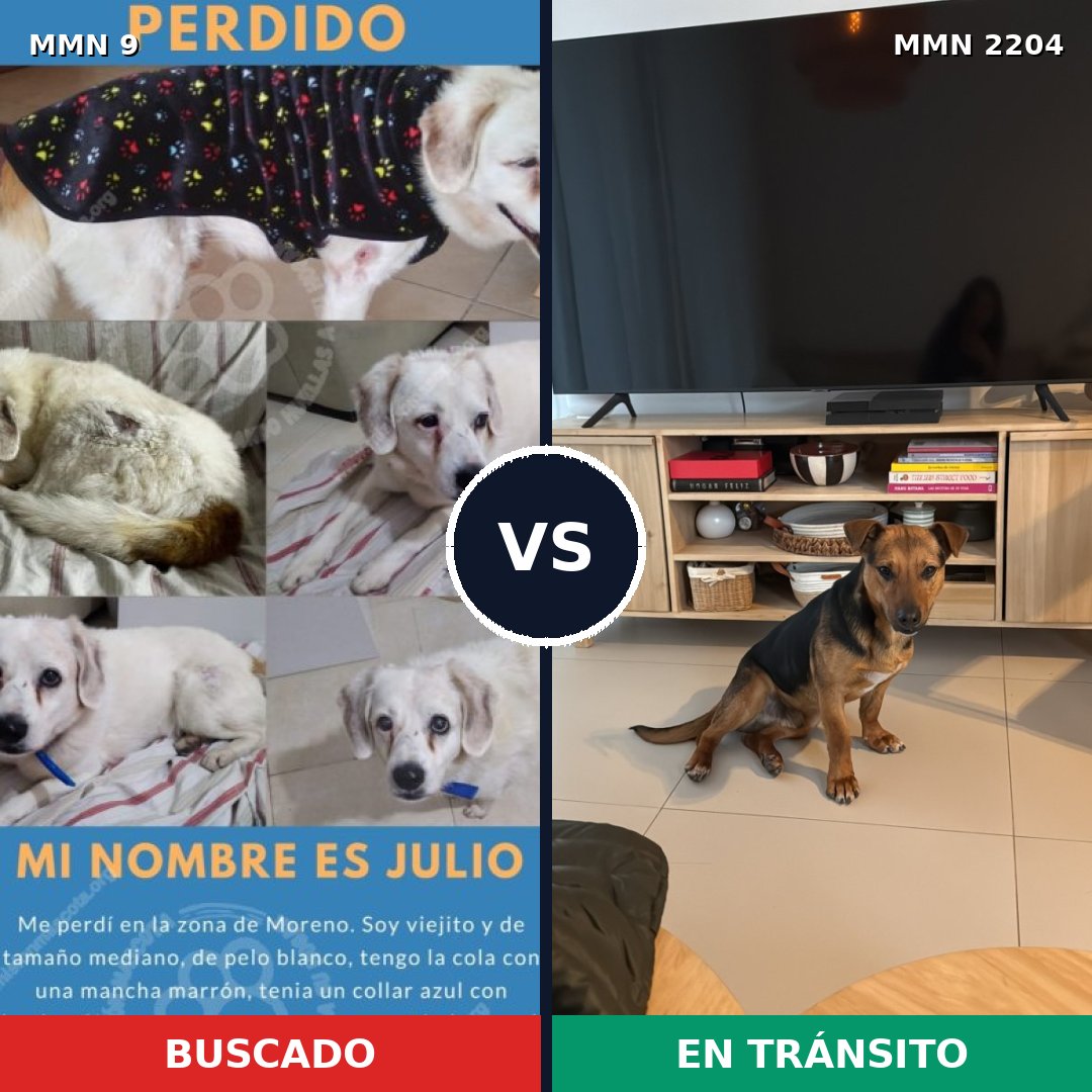 Comparativa MMS 66157: mascota perdida y mascota encontrada, 69% de similitud