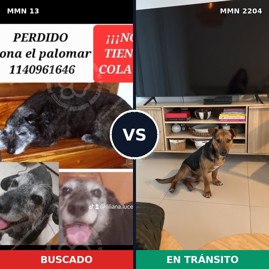 Comparativa MMS 66158: mascota perdida y mascota encontrada, 73% de similitud