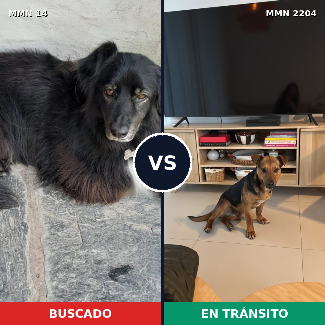Comparativa MMS 66159: mascota perdida y mascota encontrada, 63% de similitud