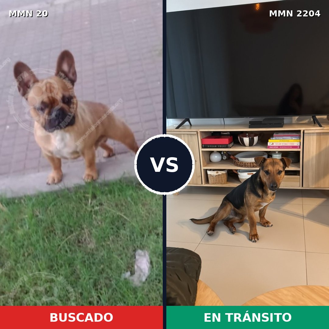 Comparativa MMS 66160: mascota perdida y mascota encontrada, 32% de similitud