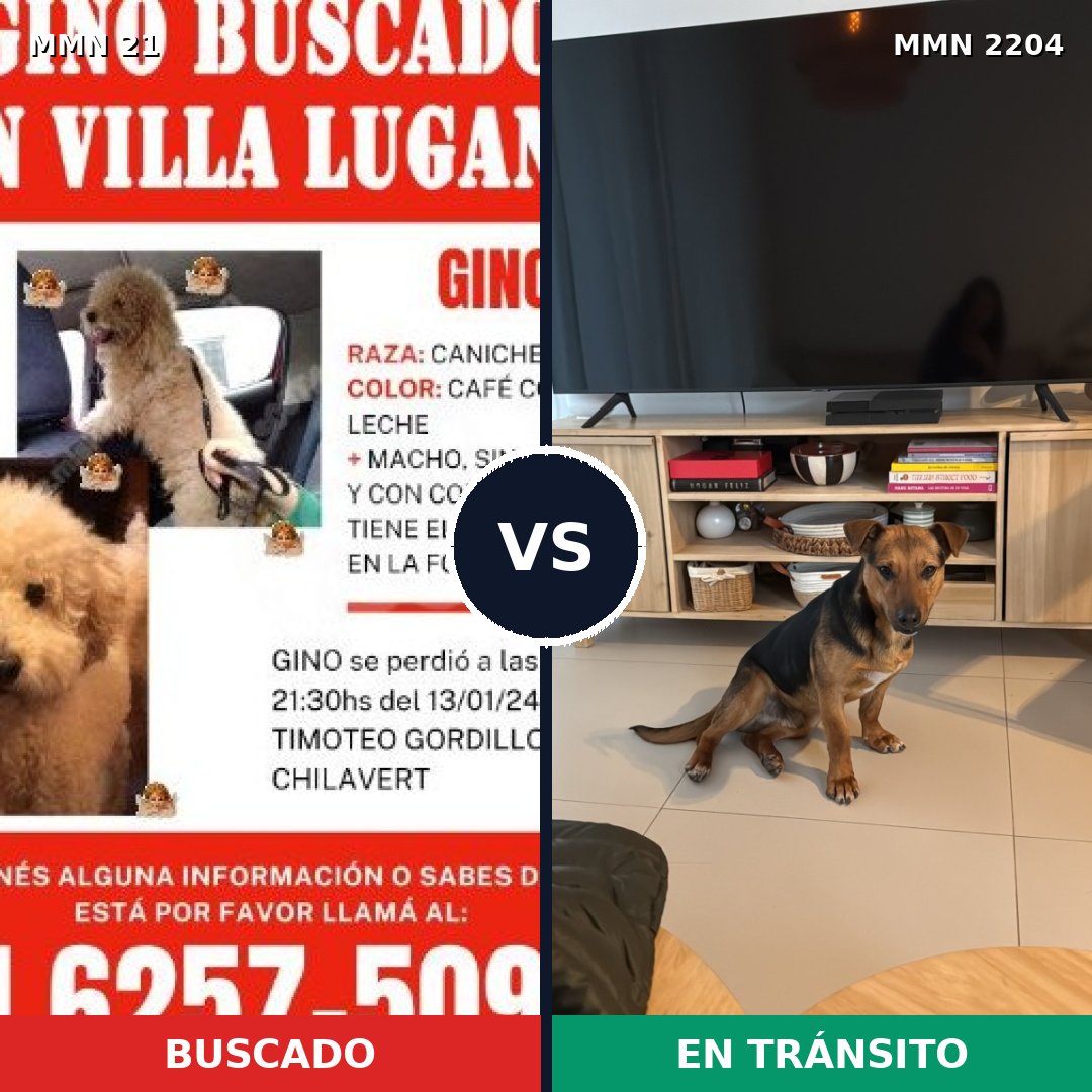 Comparativa MMS 66161: mascota perdida y mascota encontrada, 39% de similitud