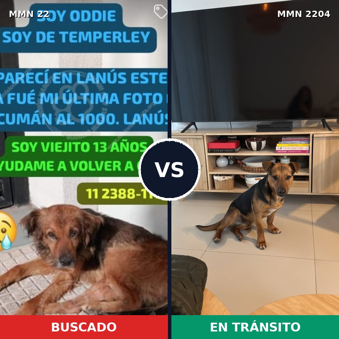 Comparativa MMS 66162: mascota perdida y mascota encontrada, 62% de similitud