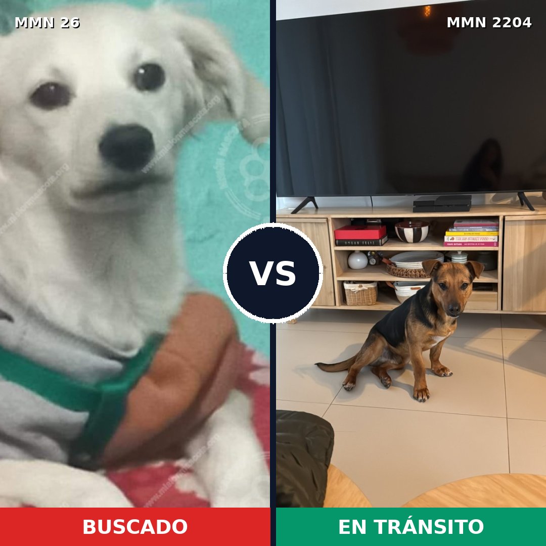 Comparativa MMS 66163: mascota perdida y mascota encontrada, 54% de similitud
