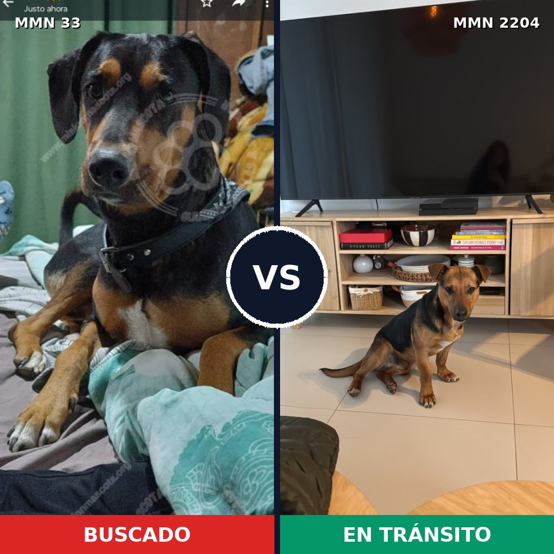 Comparativa MMS 66164: mascota perdida y mascota encontrada, 70% de similitud
