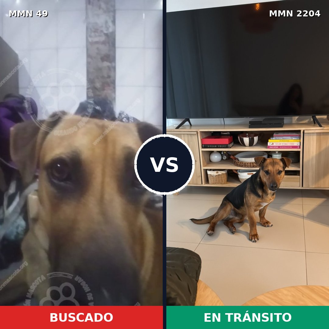 Comparativa MMS 66166: mascota perdida y mascota encontrada, 56% de similitud