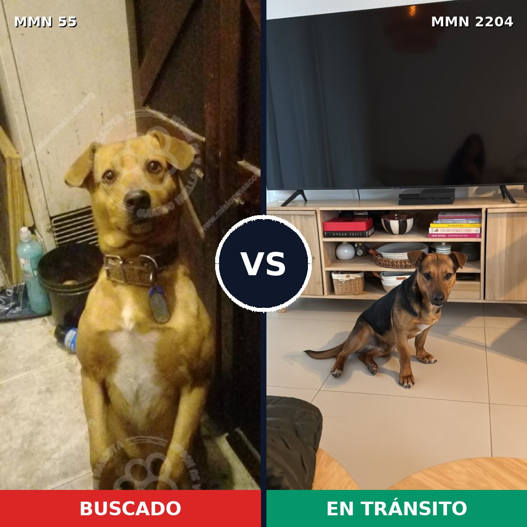 Comparativa MMS 66167: mascota perdida y mascota encontrada, 63% de similitud