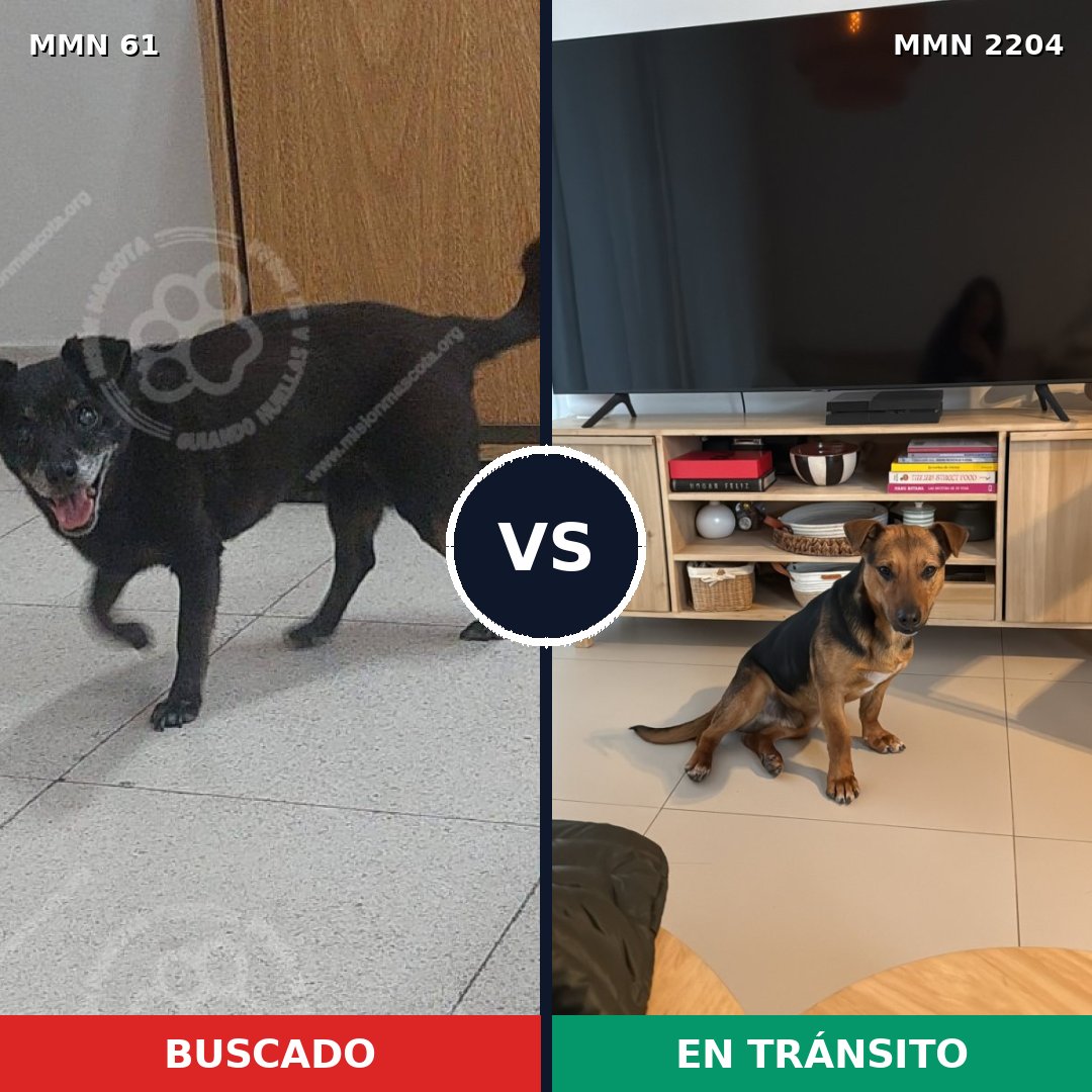 Comparativa MMS 66168: mascota perdida y mascota encontrada, 72% de similitud