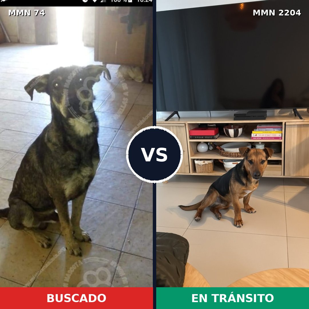 Comparativa MMS 66169: mascota perdida y mascota encontrada, 58% de similitud