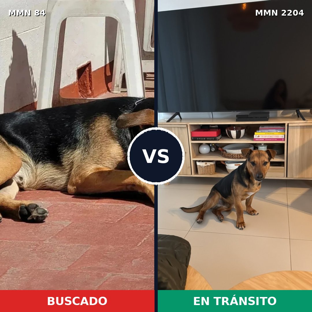 Comparativa MMS 66170: mascota perdida y mascota encontrada, 68% de similitud
