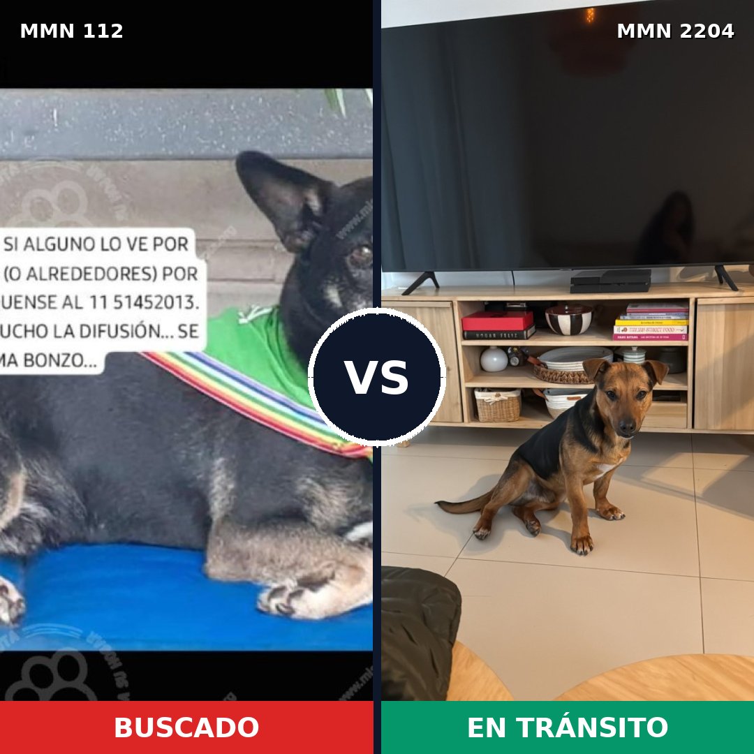 Comparativa MMS 66171: mascota perdida y mascota encontrada, 72% de similitud