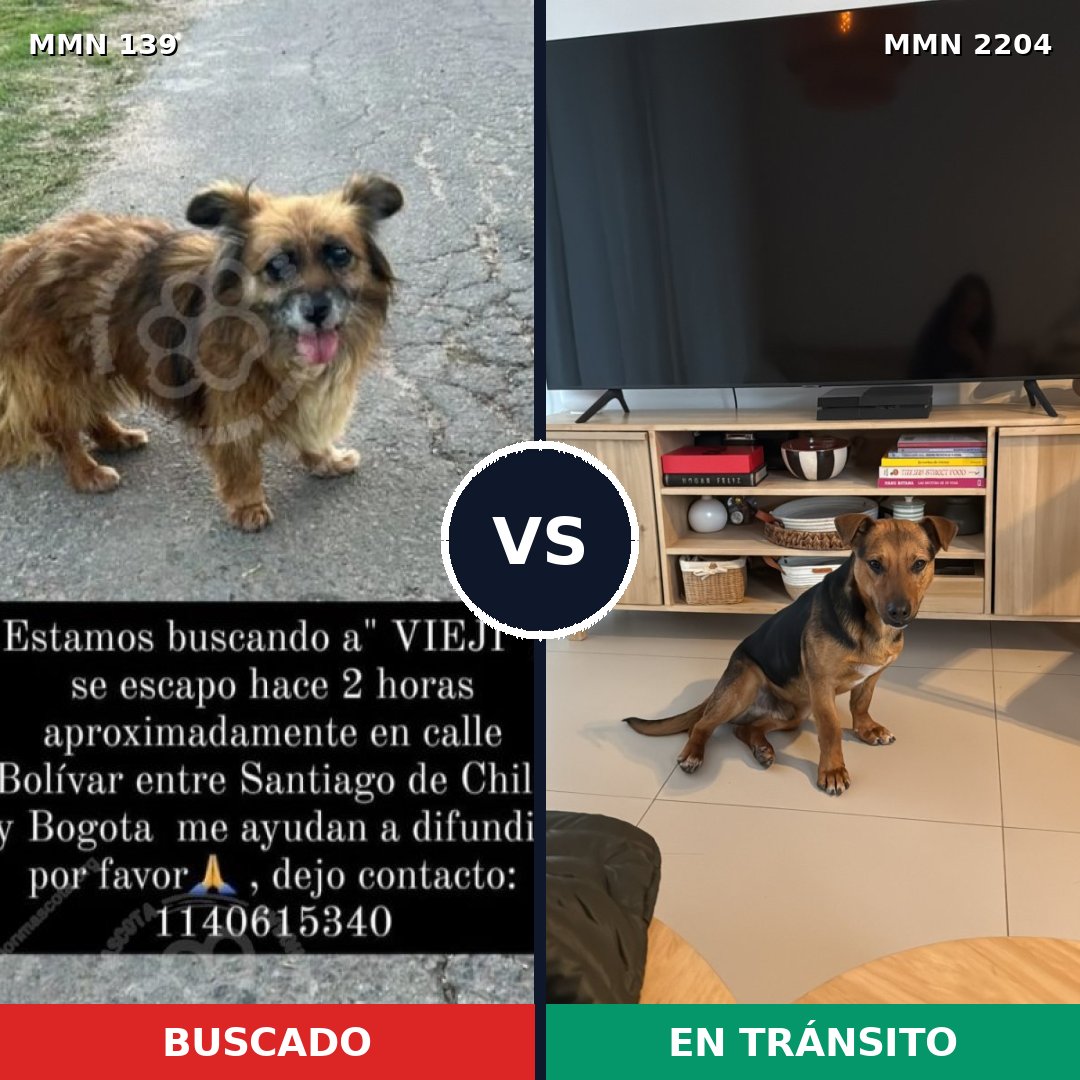 Comparativa MMS 66172: mascota perdida y mascota encontrada, 67% de similitud