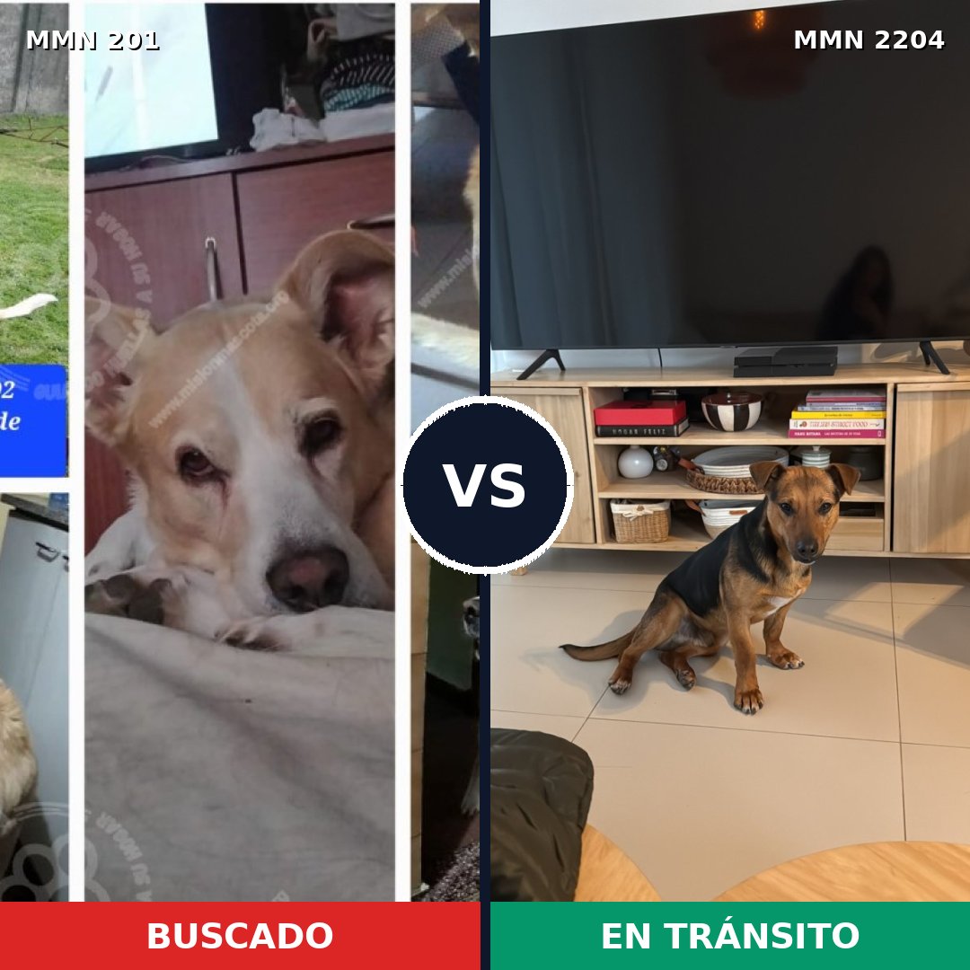 Comparativa MMS 66173: mascota perdida y mascota encontrada, 69% de similitud