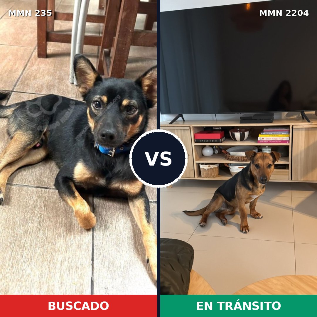 Comparativa MMS 66174: mascota perdida y mascota encontrada, 66% de similitud