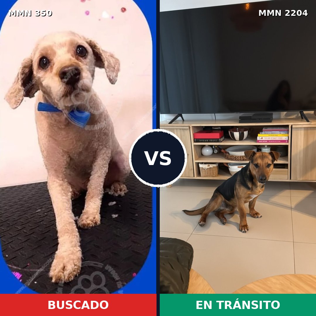 Comparativa MMS 66177: mascota perdida y mascota encontrada, 50% de similitud