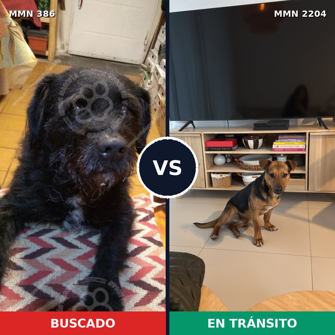 Comparativa MMS 66178: mascota perdida y mascota encontrada, 75% de similitud