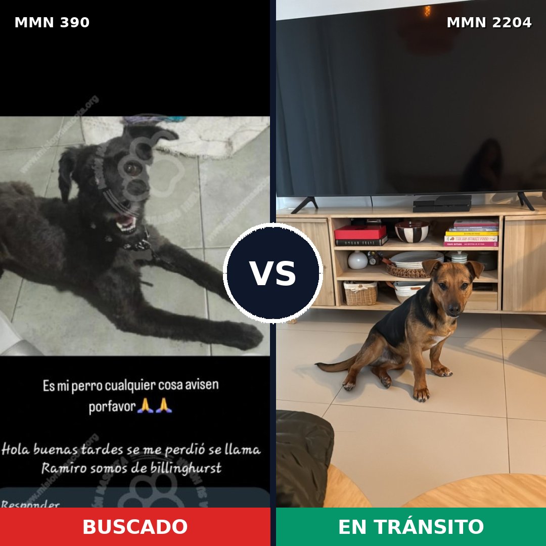 Comparativa MMS 66179: mascota perdida y mascota encontrada, 56% de similitud