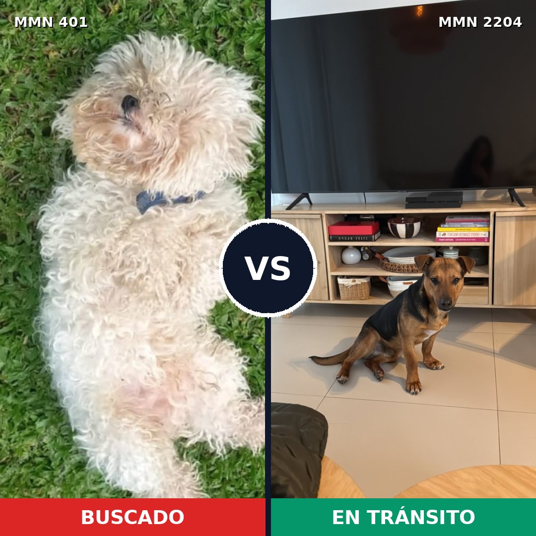 Comparativa MMS 66180: mascota perdida y mascota encontrada, 22% de similitud