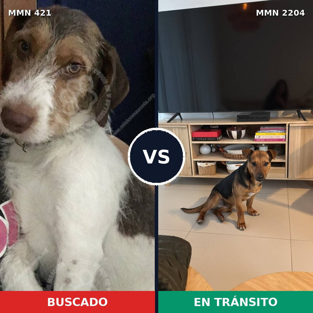 Comparativa MMS 66181: mascota perdida y mascota encontrada, 71% de similitud