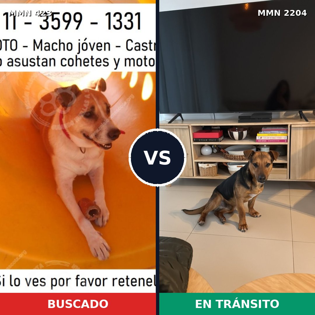 Comparativa MMS 66182: mascota perdida y mascota encontrada, 69% de similitud