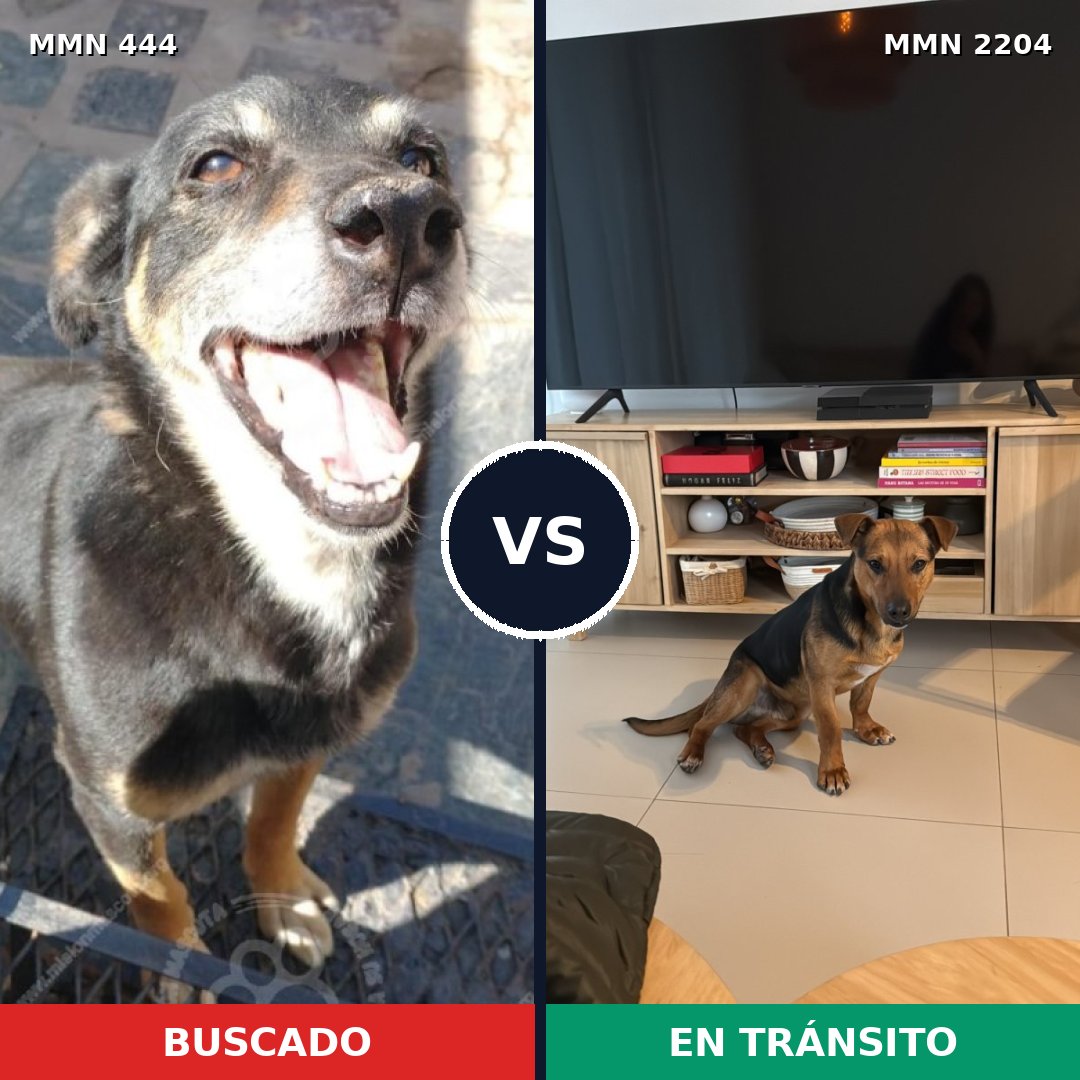 Comparativa MMS 66183: mascota perdida y mascota encontrada, 63% de similitud