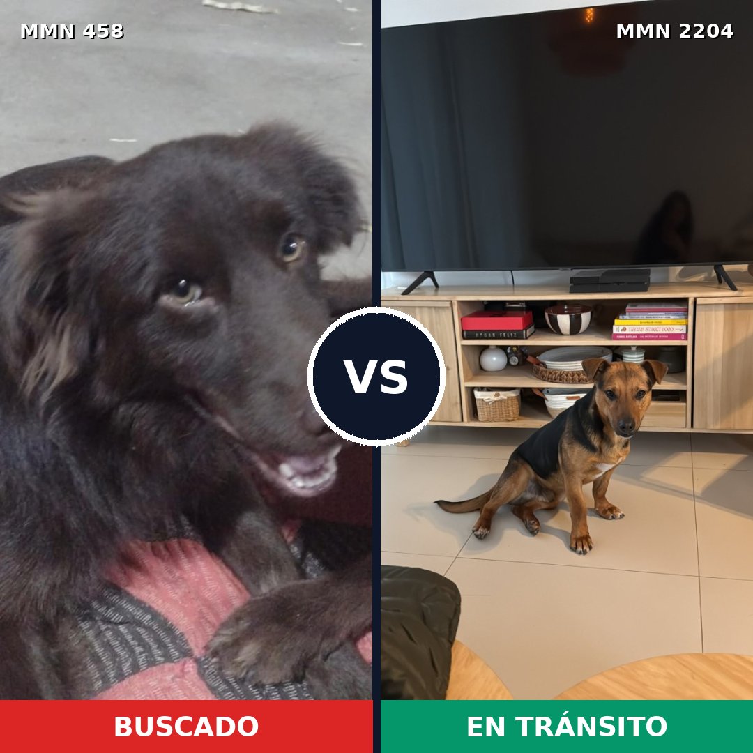Comparativa MMS 66184: mascota perdida y mascota encontrada, 65% de similitud