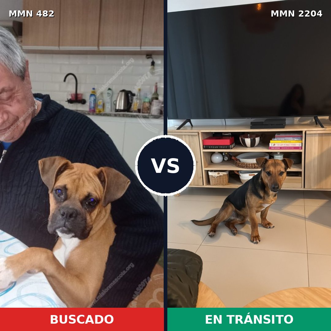 Comparativa MMS 66186: mascota perdida y mascota encontrada, 44% de similitud