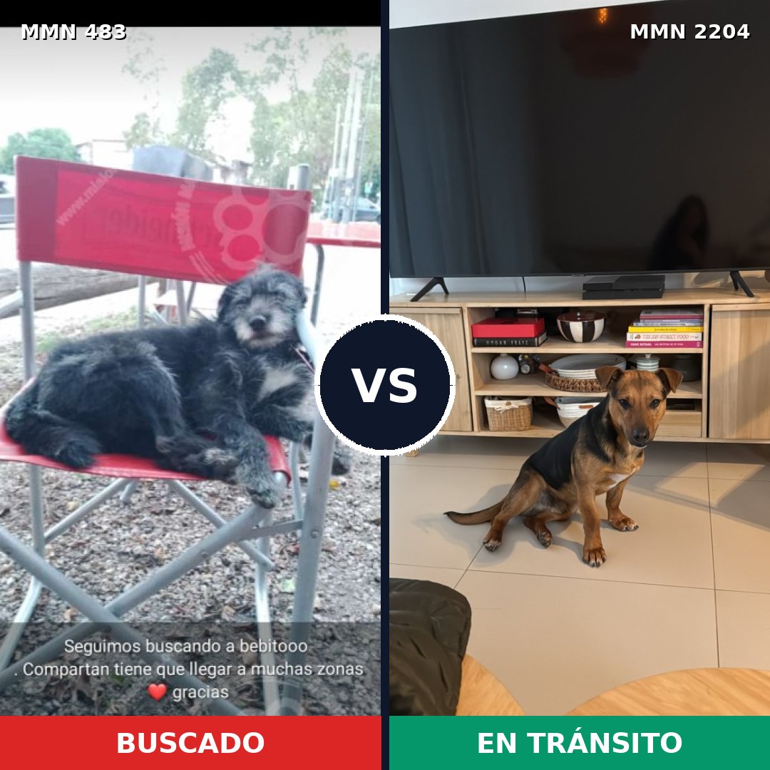Comparativa MMS 66187: mascota perdida y mascota encontrada, 76% de similitud