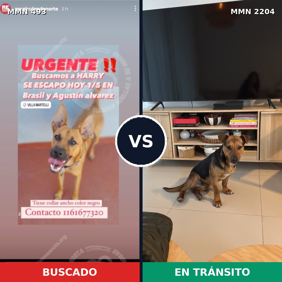 Comparativa MMS 66188: mascota perdida y mascota encontrada, 68% de similitud